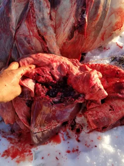 ELK HEART.webp ELK HEART.webp